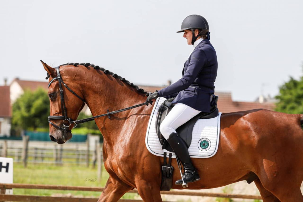 Castrone Holsteiner In vendita 2018 Baio ,  Cassilano