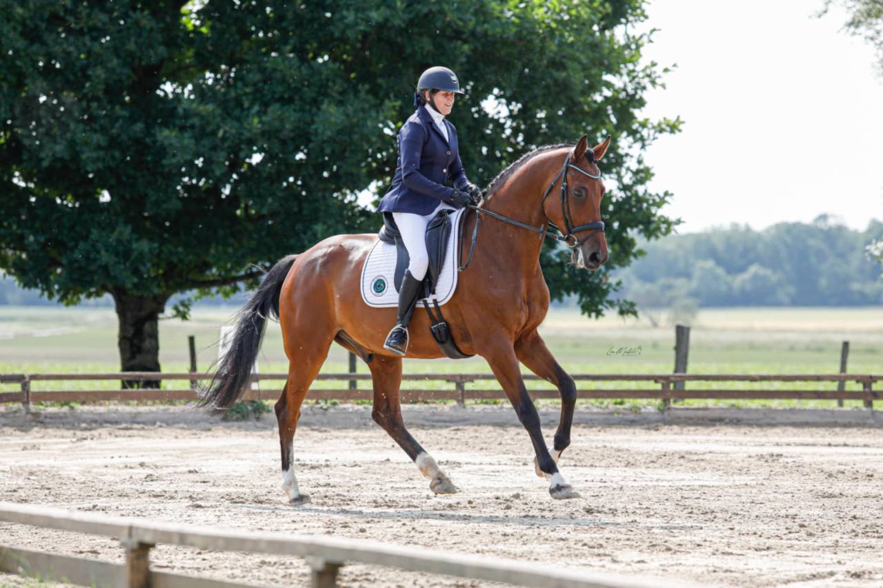 Castrone Holsteiner In vendita 2018 Baio ,  Cassilano