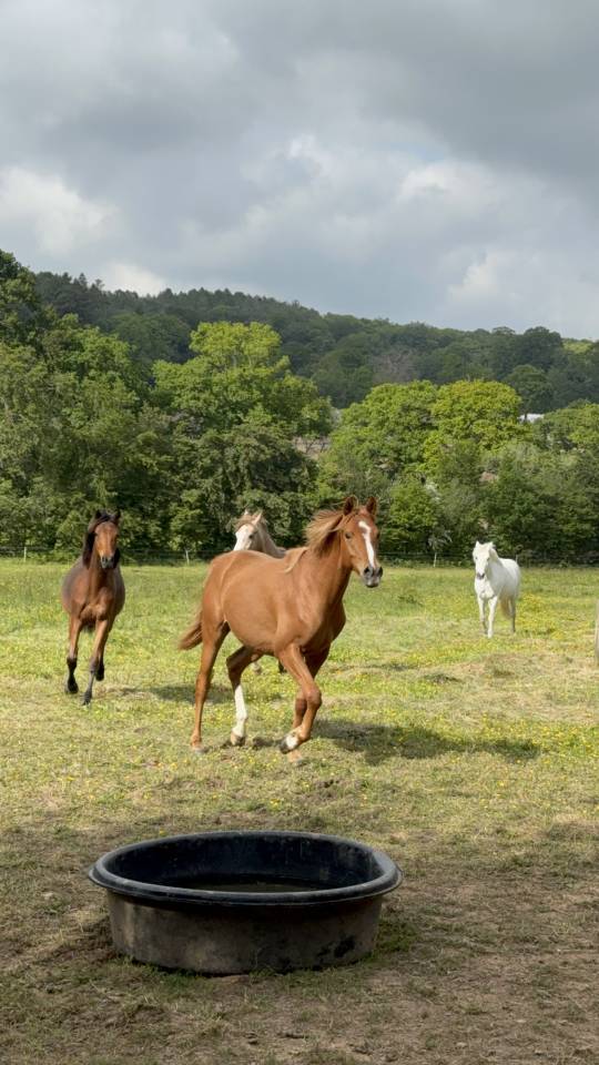 Castrone Anglo-Arabo In vendita 2023 Sauro ,  JAZZ DE MARJOLAINE, AR