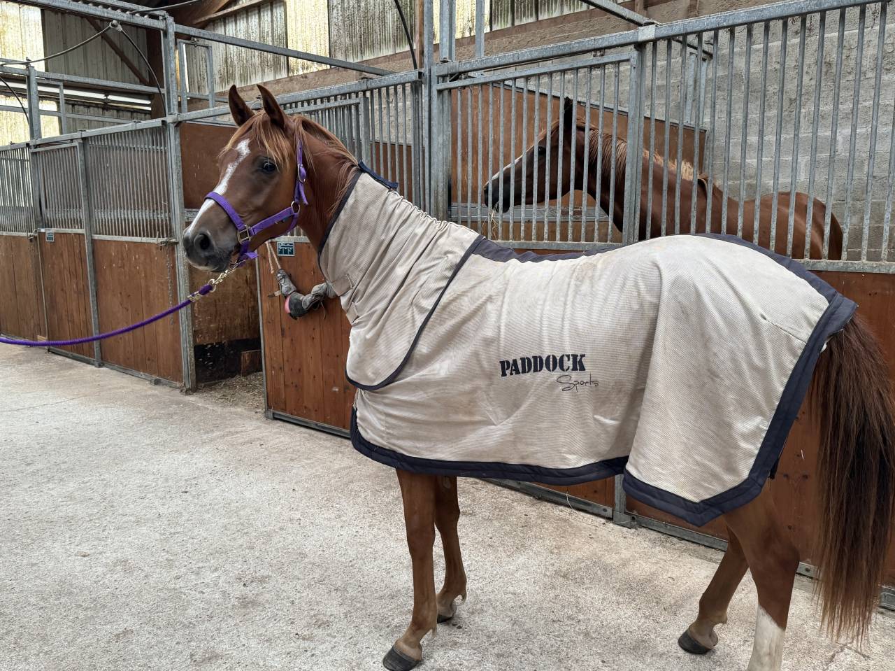 Castrone Anglo-Arabo In vendita 2023 Sauro ,  JAZZ DE MARJOLAINE, AR