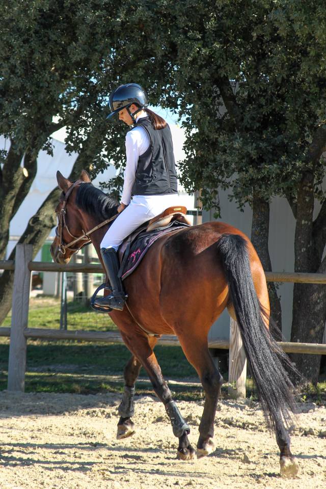 Cavalla BWP Cavallo da Sangue Belgio In vendita 2017 Baio ,  ELDORADO