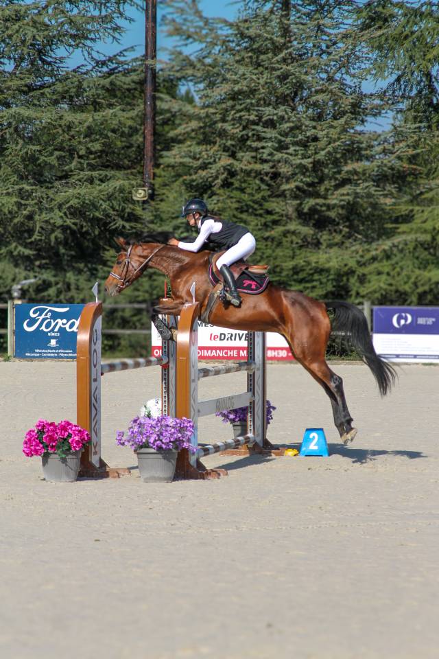 Cavalla BWP Cavallo da Sangue Belgio In vendita 2017 Baio ,  ELDORADO