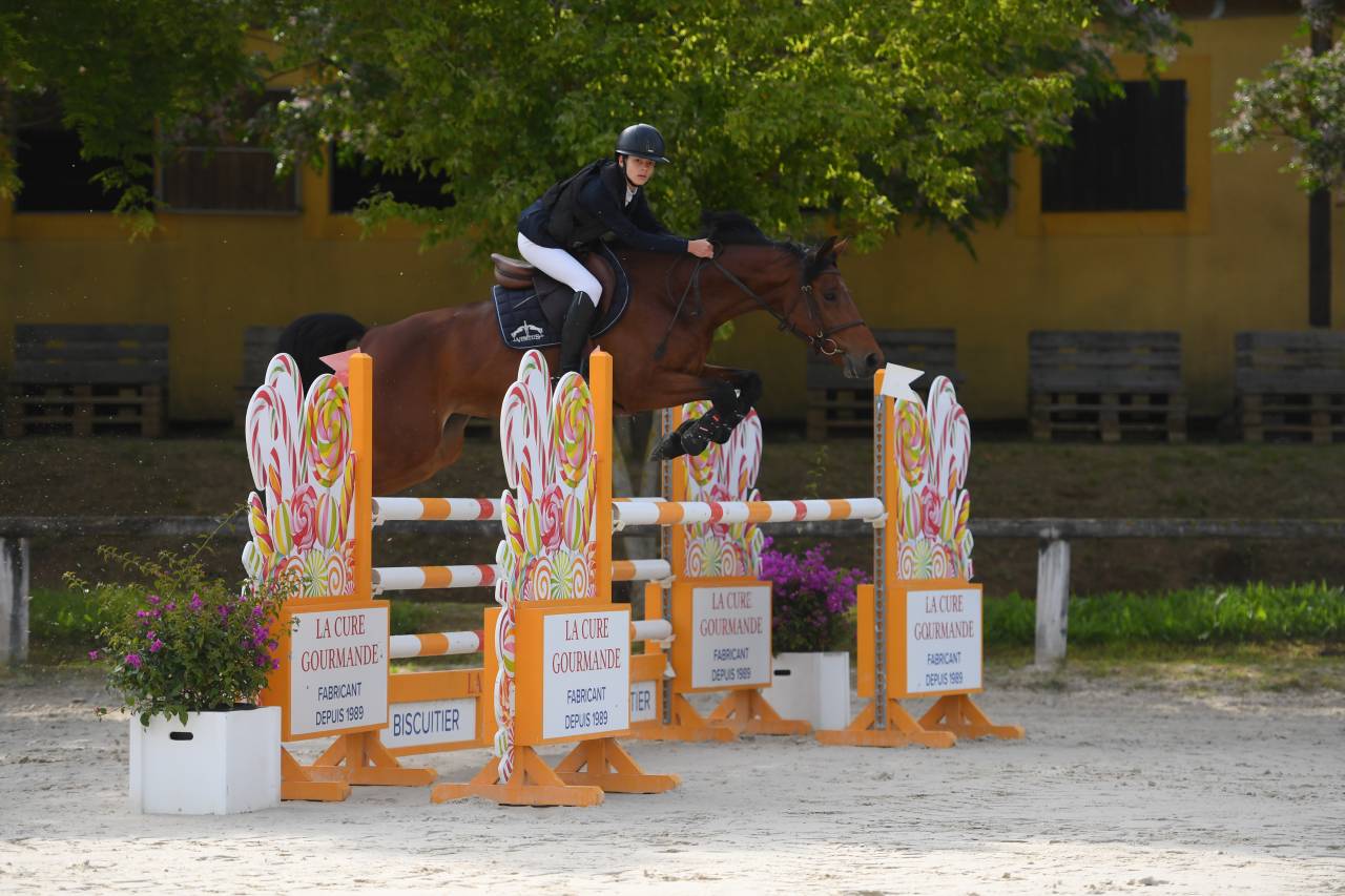 Cavalla BWP Cavallo da Sangue Belgio In vendita 2017 Baio ,  ELDORADO