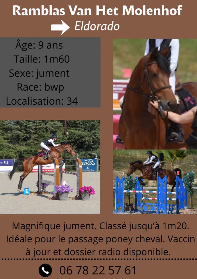 Cavalla BWP Cavallo da Sangue Belgio In vendita 2017 Baio ,  ELDORADO