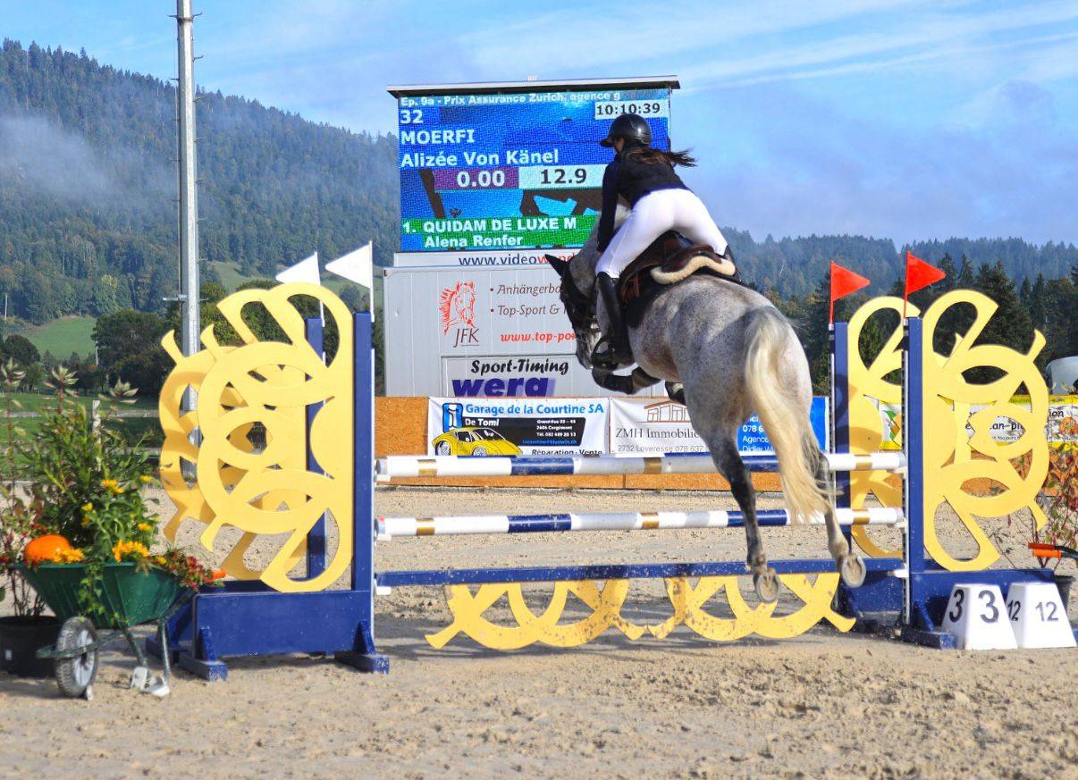 Castrone Cavallo da Sport Ungherese In vendita 2013 Grigio