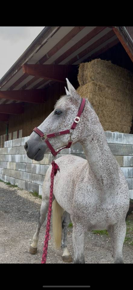 Castrone Cavallo da Sport Ungherese In vendita 2013 Grigio