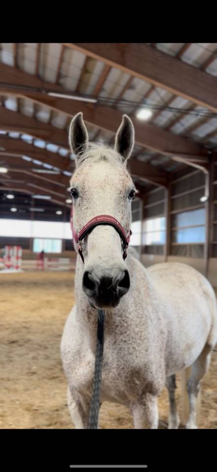 Castrone Cavallo da Sport Ungherese In vendita 2013 Grigio