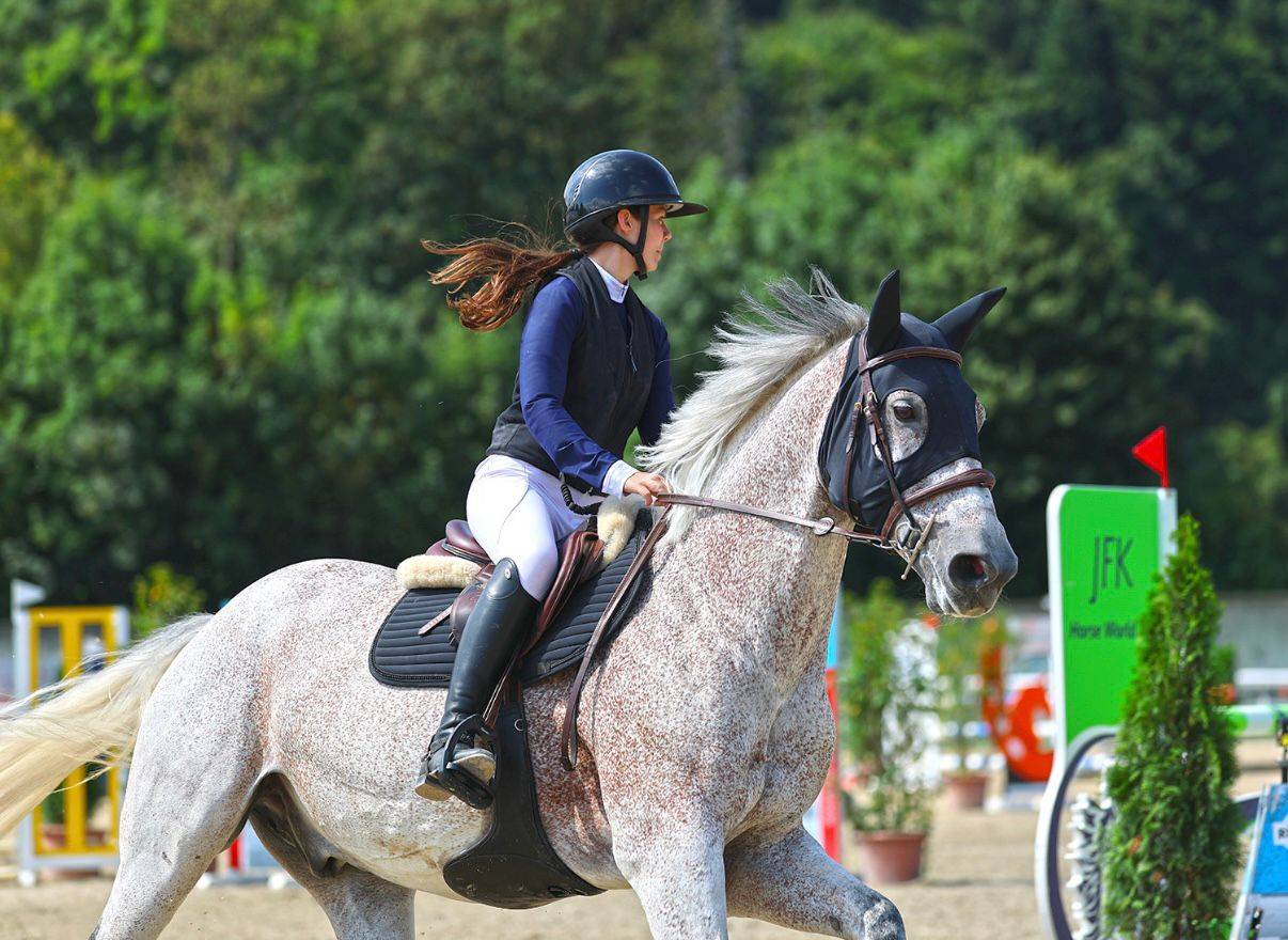 Castrone Cavallo da Sport Ungherese In vendita 2013 Grigio
