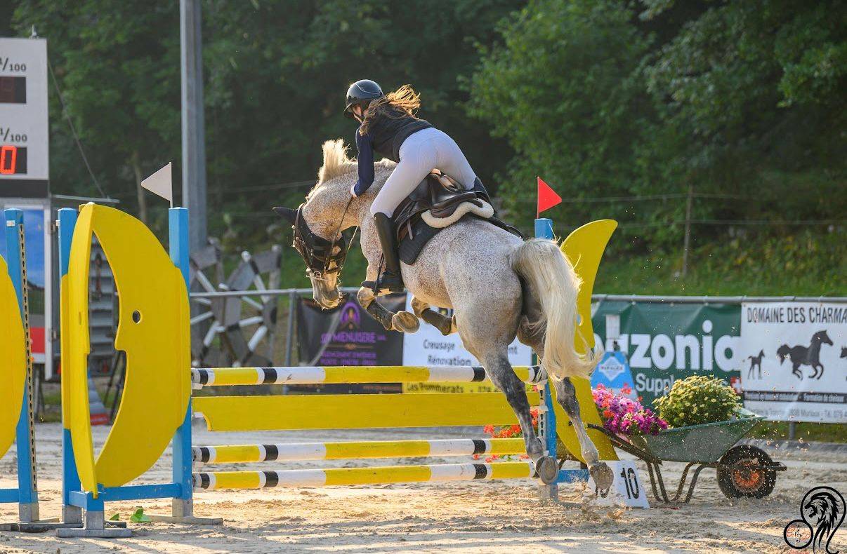 Castrone Cavallo da Sport Ungherese In vendita 2013 Grigio