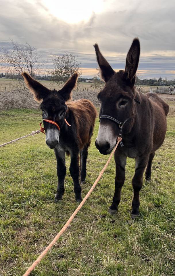 Asno Catalan In vendita 2025 Baio scuro