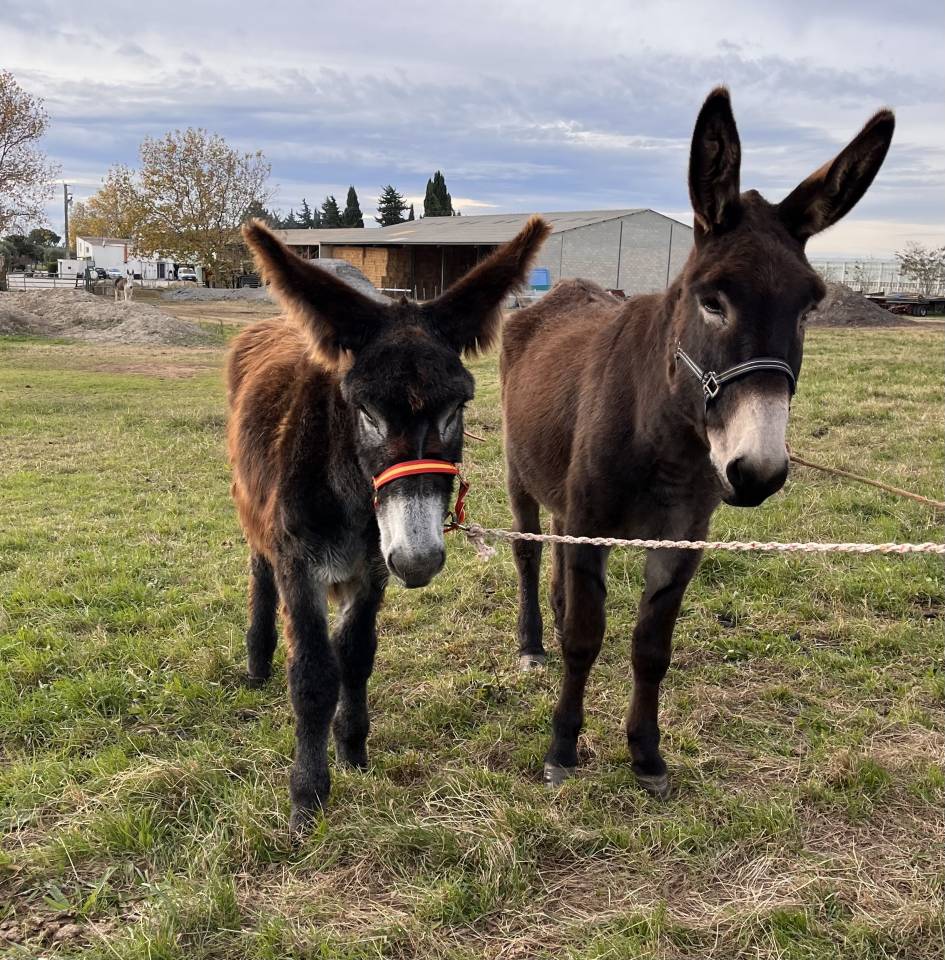Asno Catalan In vendita 2025 Baio scuro