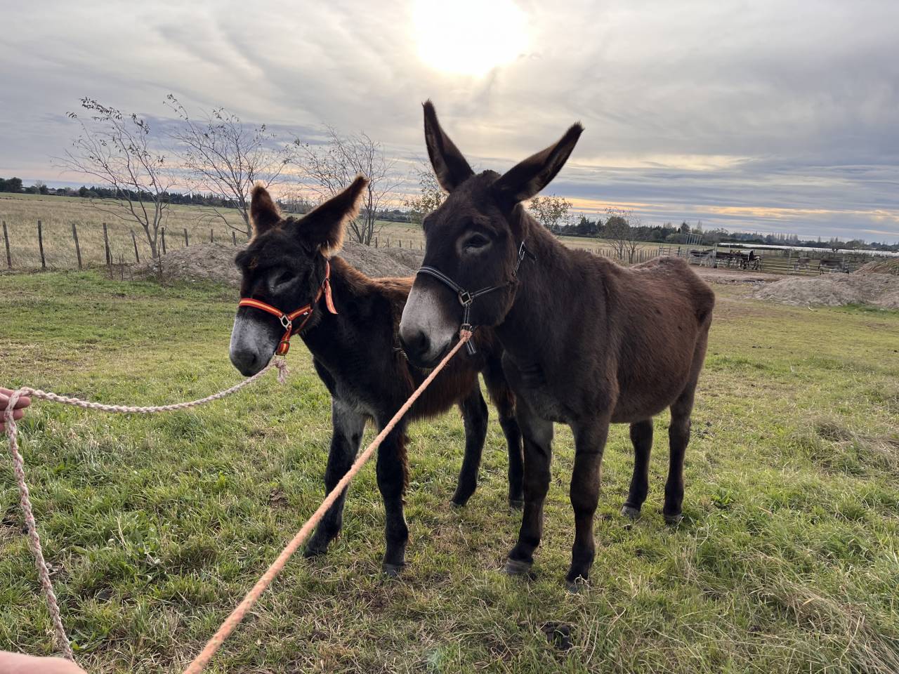 Asno Catalan In vendita 2025 Baio scuro