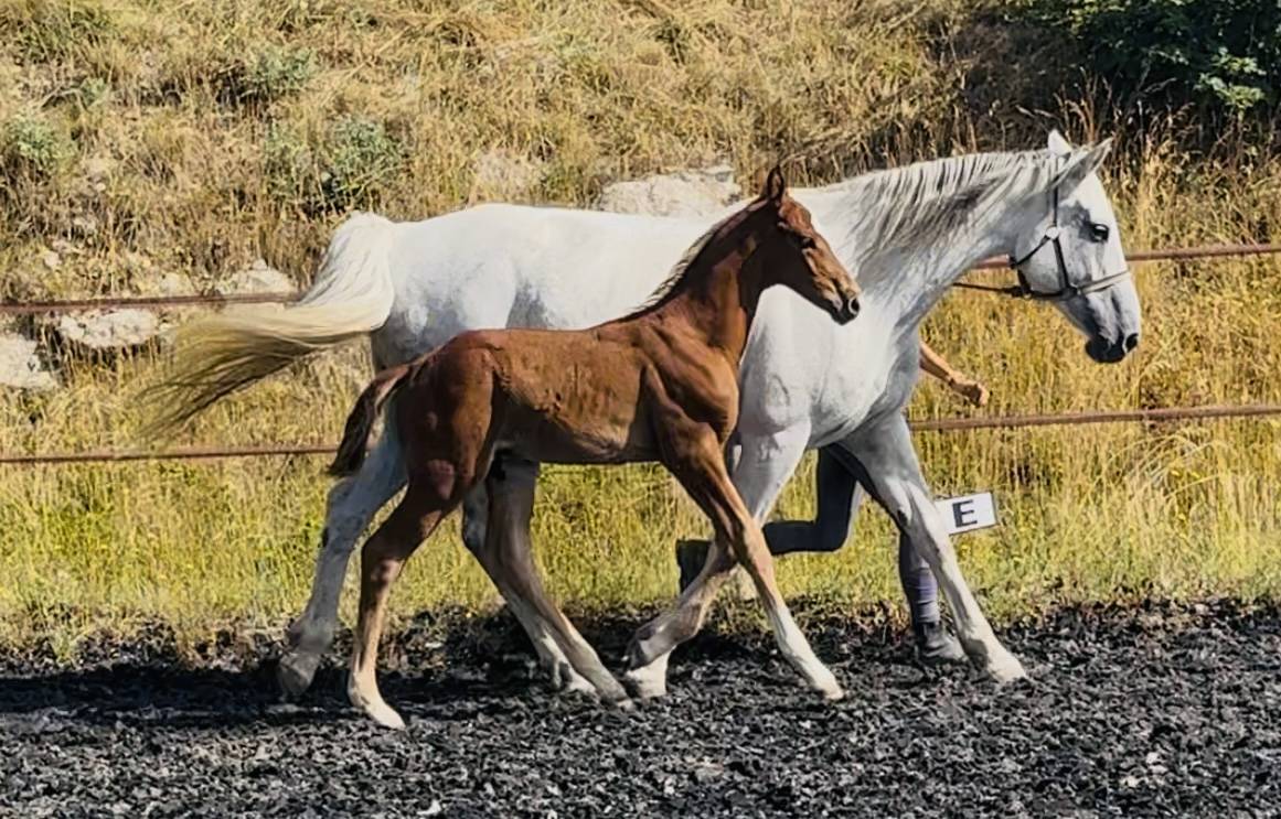 Puledro AES Anglo European Studbook In vendita 2025 Sauro ,  idem du peyron