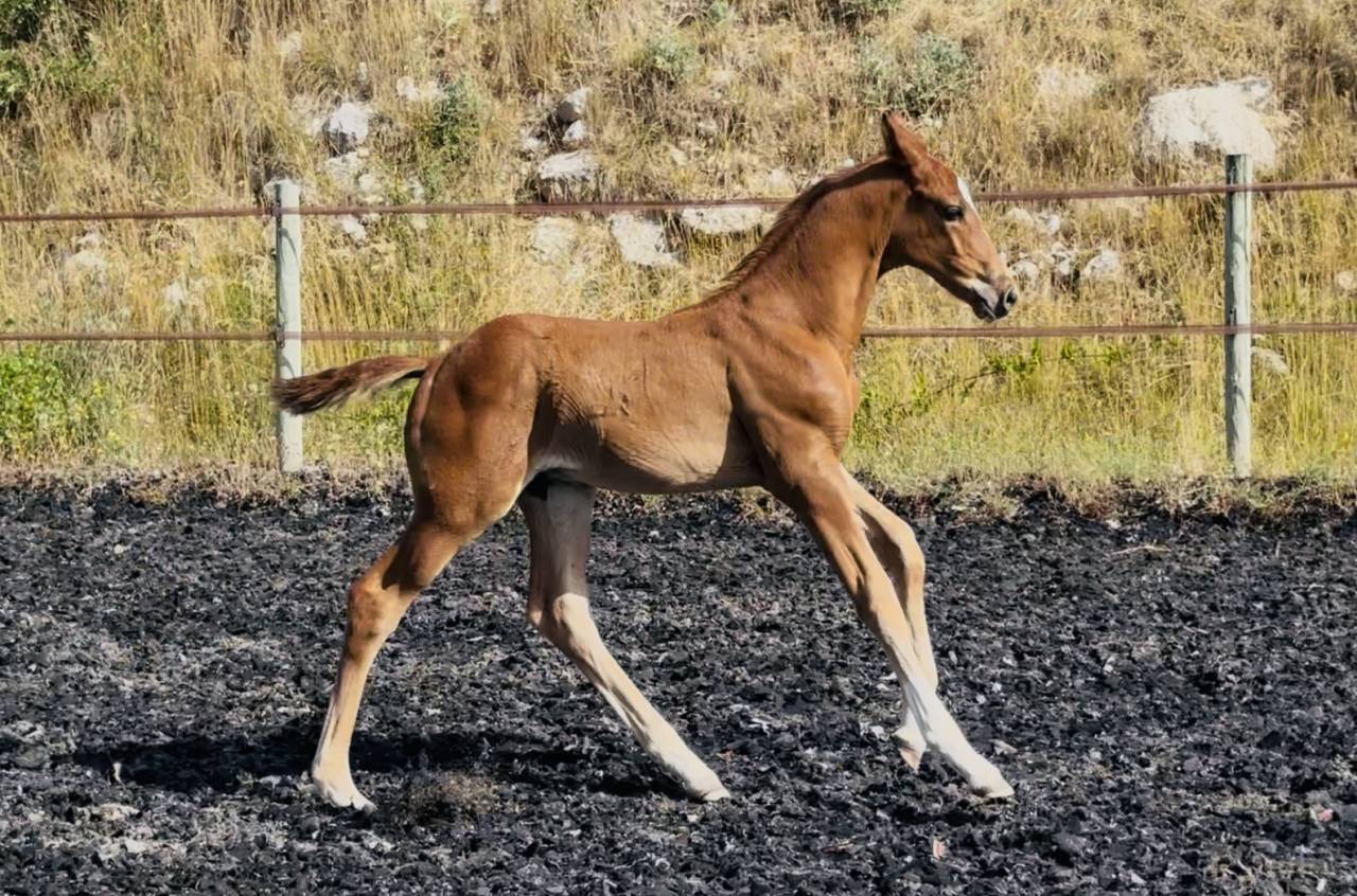 Puledro AES Anglo European Studbook In vendita 2025 Sauro ,  idem du peyron