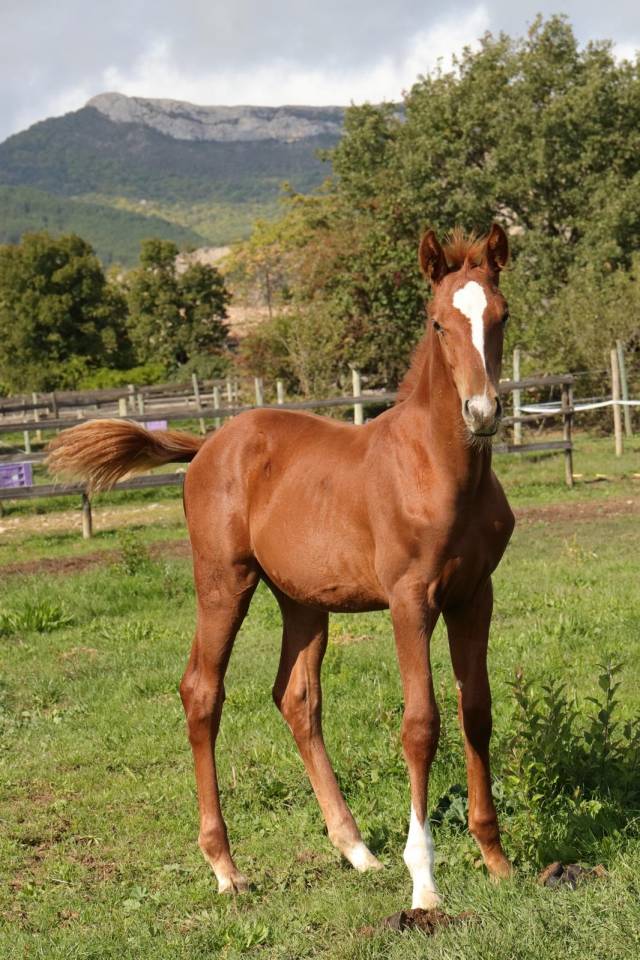 Puledro AES Anglo European Studbook In vendita 2025 Sauro ,  idem du peyron