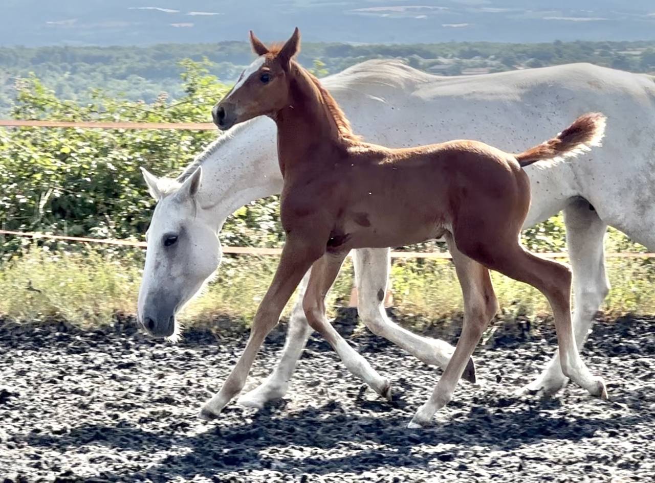 Puledro AES Anglo European Studbook In vendita 2025 Sauro ,  idem du peyron