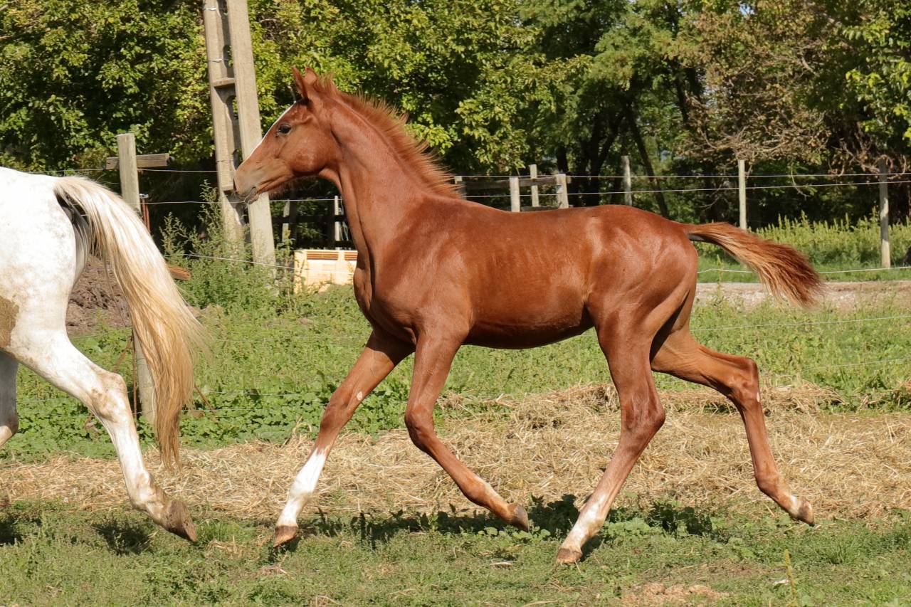 Puledro AES Anglo European Studbook In vendita 2025 Sauro ,  idem du peyron