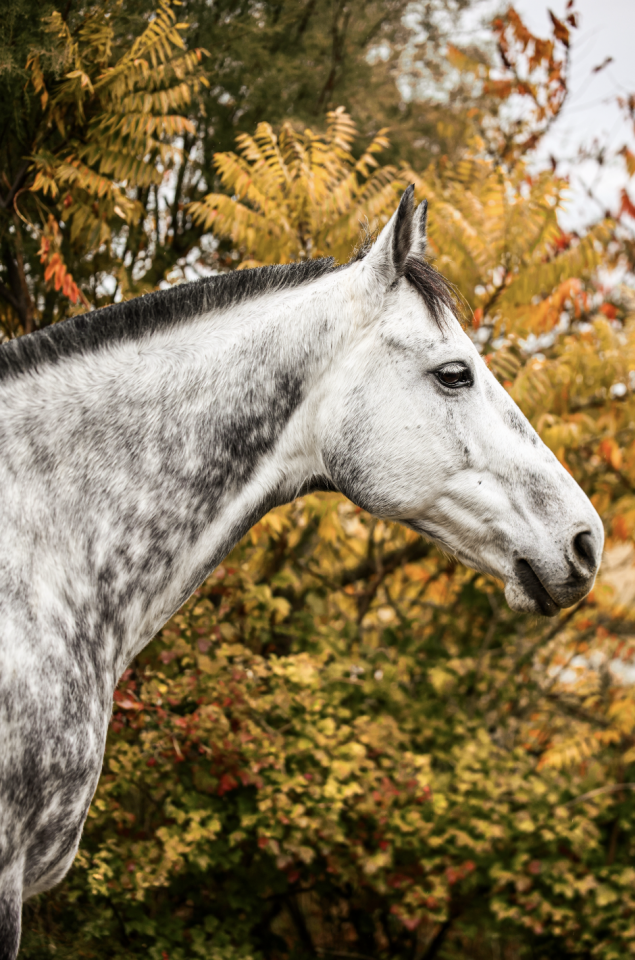 Castrone Anglo-Arabo In vendita 2017 Grigio
