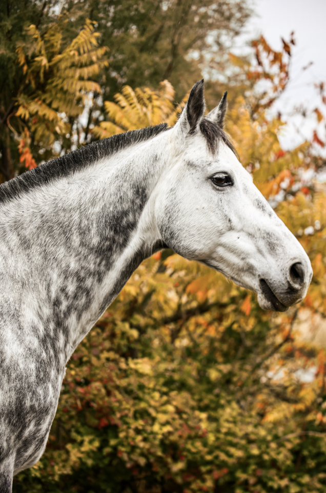 Castrone Anglo-Arabo In vendita 2017 Grigio