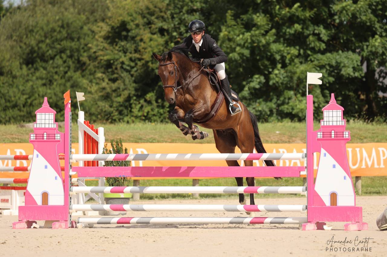 Castrone Sella Francese In vendita 2021 Baio scuro ,  Conthargos