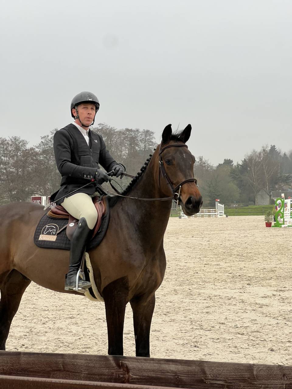 Castrone Sella Francese In vendita 2021 Baio scuro ,  Conthargos