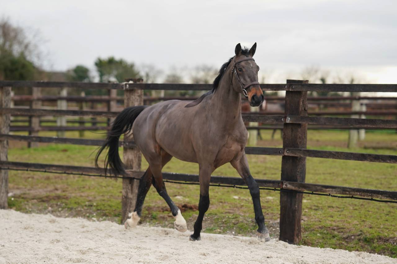 Castrone Sella Francese In vendita 2021 Baio scuro ,  Conthargos