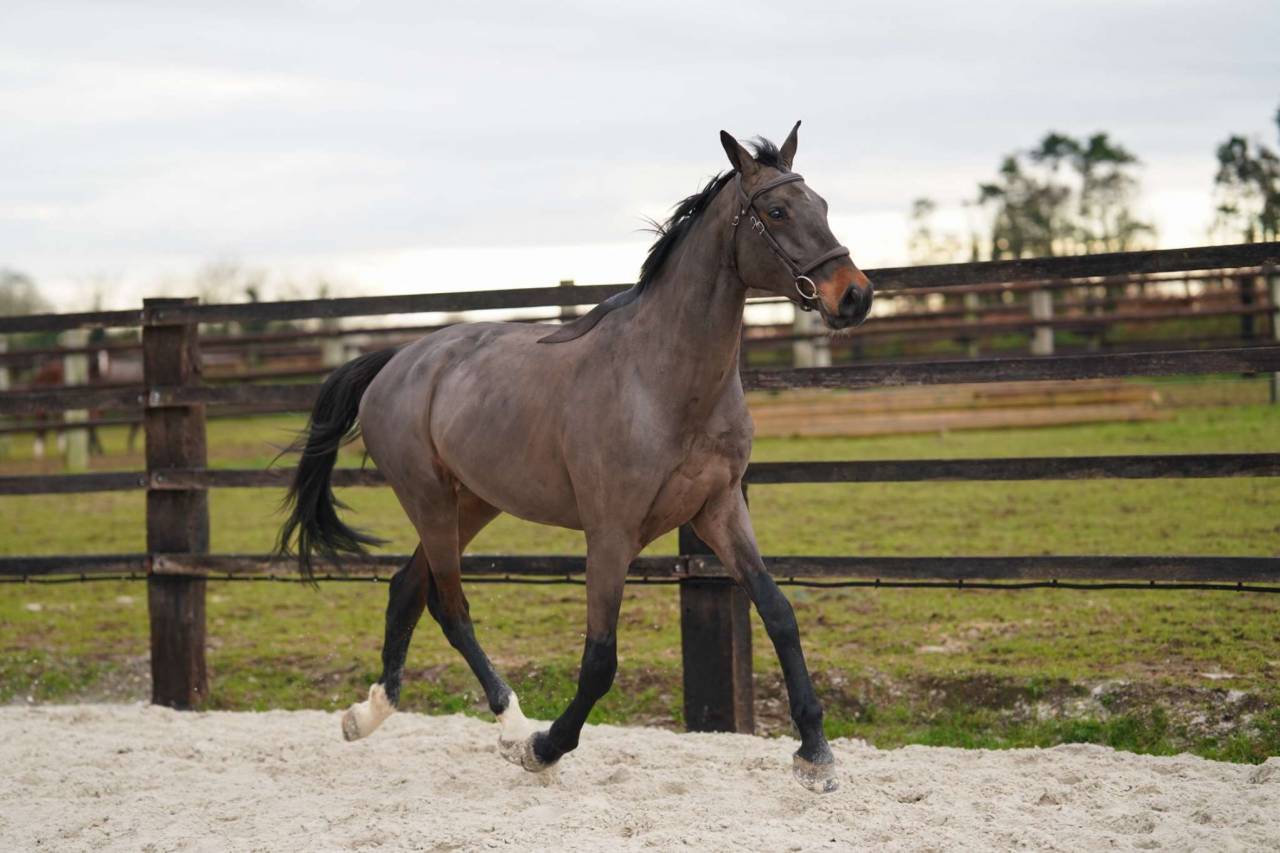 Castrone Sella Francese In vendita 2021 Baio scuro ,  Conthargos