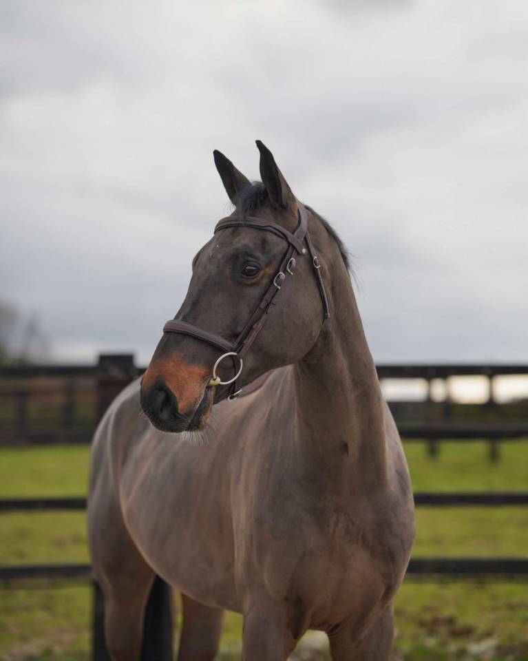 Castrone Sella Francese In vendita 2021 Baio scuro ,  Conthargos