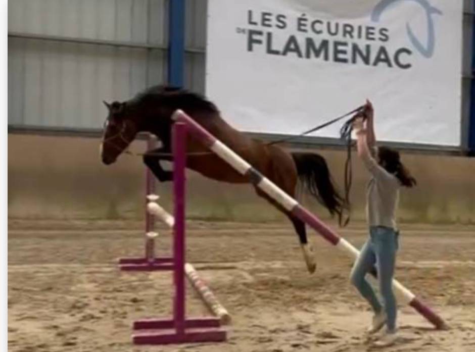 Intero PFS Pony Francese da Sella In vendita 2022 Baio ,  Usandro Tilia Derlenn