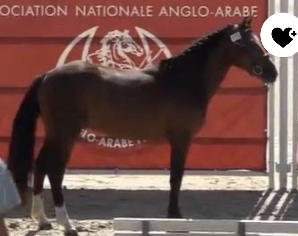 Intero PFS Pony Francese da Sella In vendita 2022 Baio ,  Usandro Tilia Derlenn