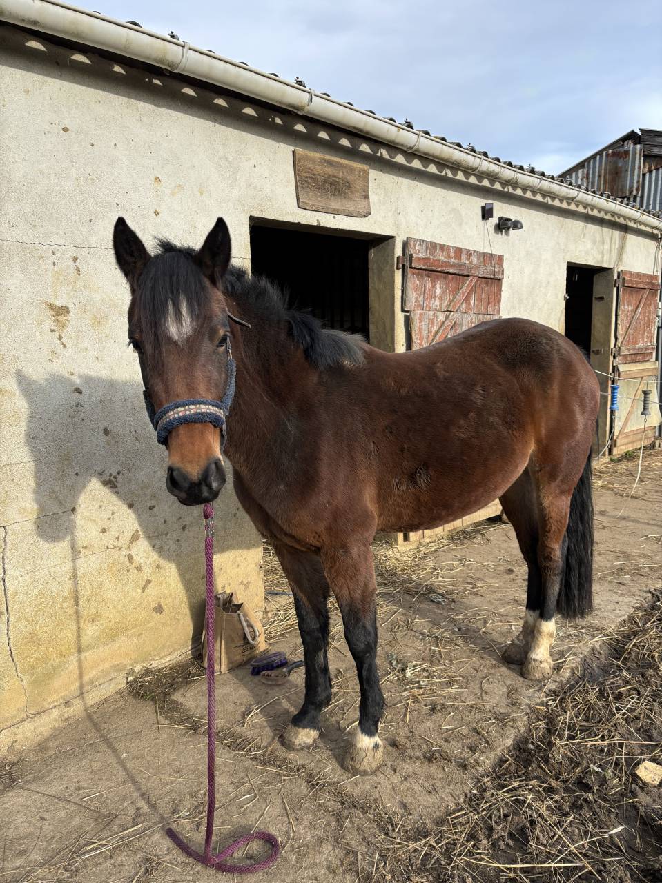 Cavalla Origine non conosciuta  In vendita 2022 Baio ,  Monttbazillac du lin