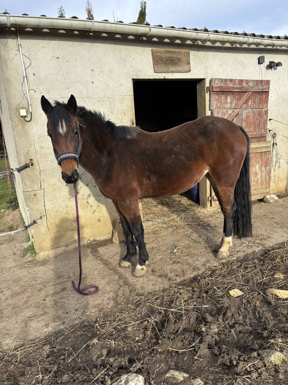 Cavalla Origine non conosciuta  In vendita 2022 Baio ,  Monttbazillac du lin