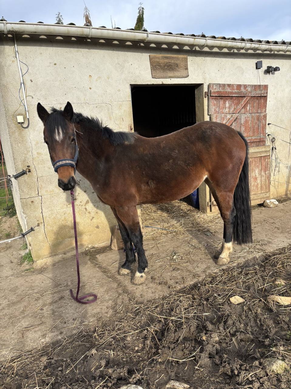 Cavalla Origine non conosciuta  In vendita 2022 Baio ,  Monttbazillac du lin