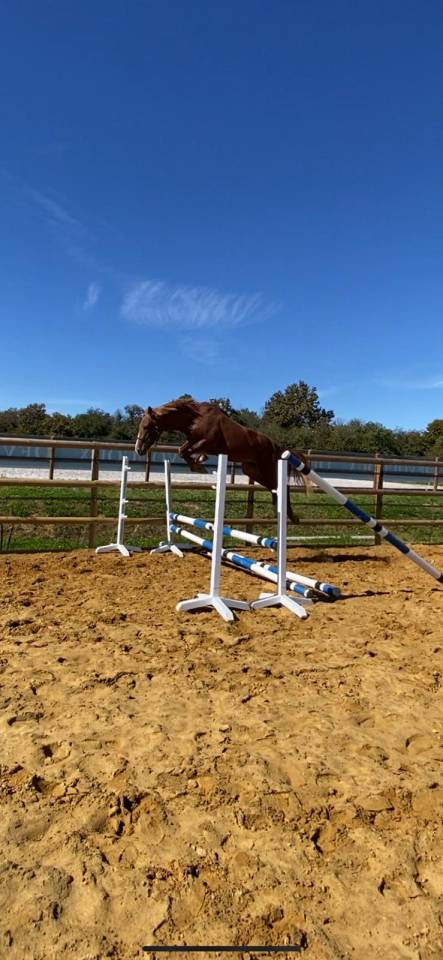 Castrone Sella Francese In vendita 2022 Sauro ,  Firth of Lorne