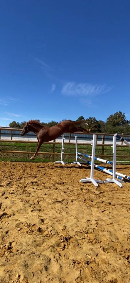Castrone Sella Francese In vendita 2022 Sauro ,  Firth of Lorne