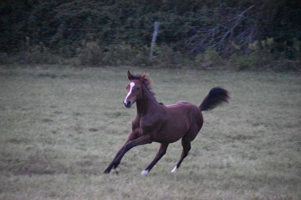 Puledra Sella Francese In vendita 2024 Baio scuro ,  cristallo