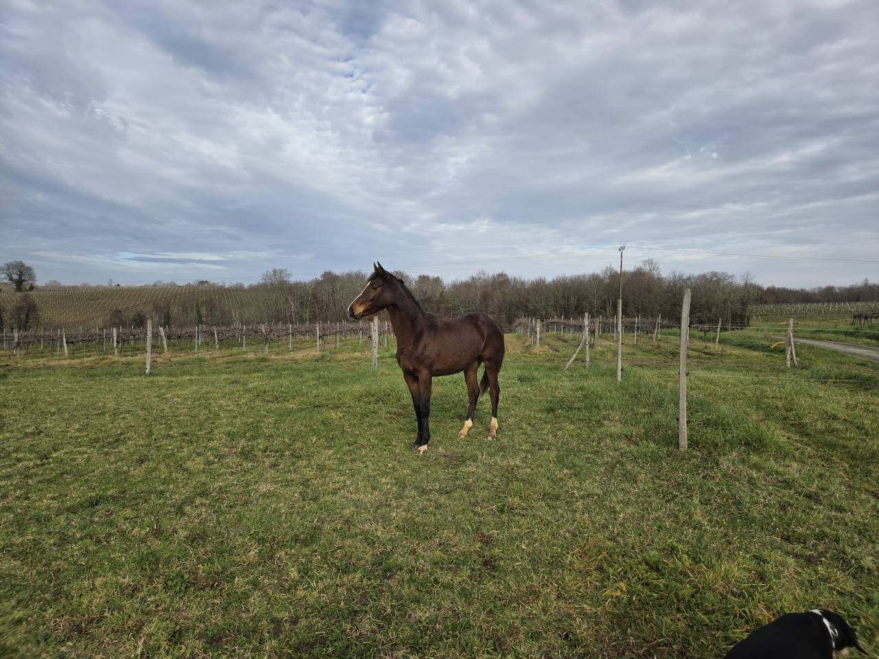 Puledra Sella Francese In vendita 2024 Baio scuro ,  cristallo