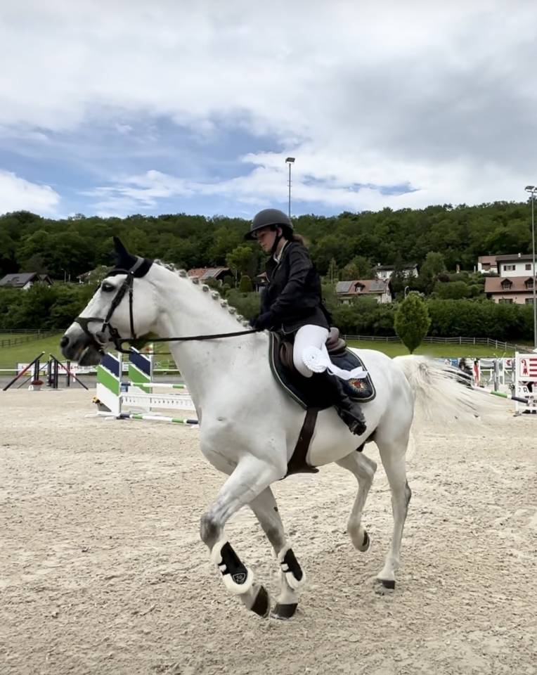 Castrone Oldenburger In vendita 2011 Grigio ,  Casillas 2