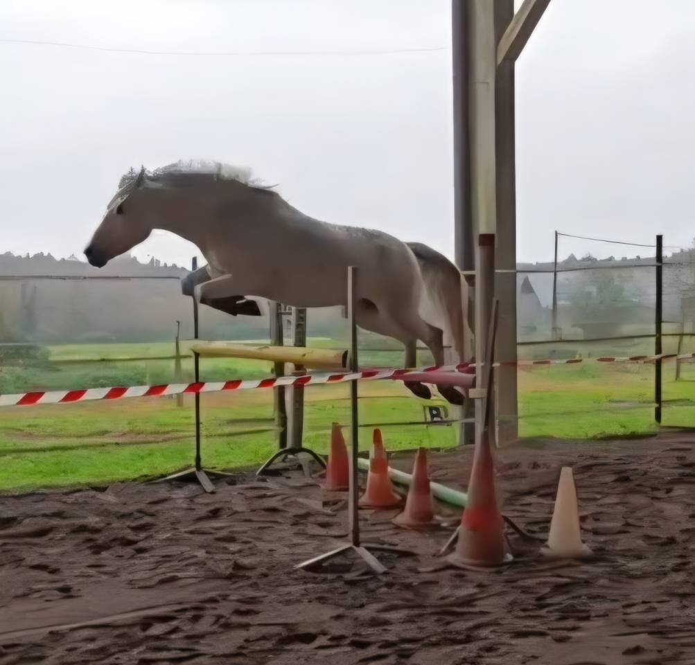 Castrone PFS Pony Francese da Sella In vendita 2018 Grigio ,  Happy des Charmes PFS