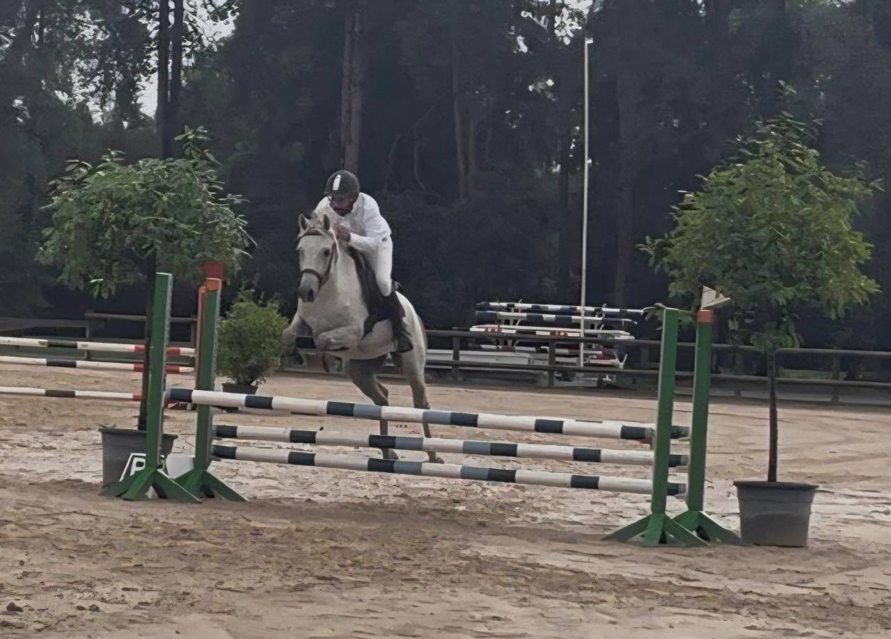 Castrone PFS Pony Francese da Sella In vendita 2018 Grigio ,  Happy des Charmes PFS