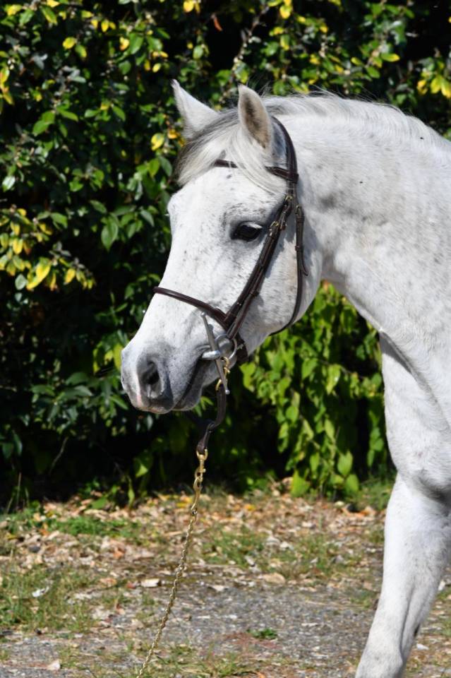 Castrone PFS Pony Francese da Sella In vendita 2018 Grigio ,  Happy des Charmes PFS