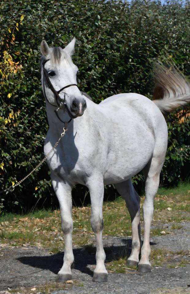 Castrone PFS Pony Francese da Sella In vendita 2018 Grigio ,  Happy des Charmes PFS