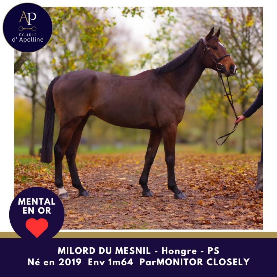 Castrone Purosangue In vendita 2019 Baio