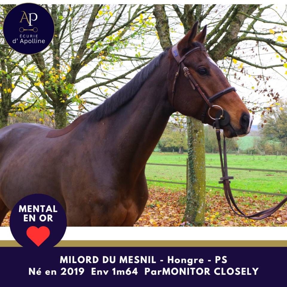 Castrone Purosangue In vendita 2019 Baio