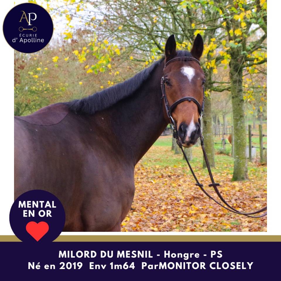 Castrone Purosangue In vendita 2019 Baio