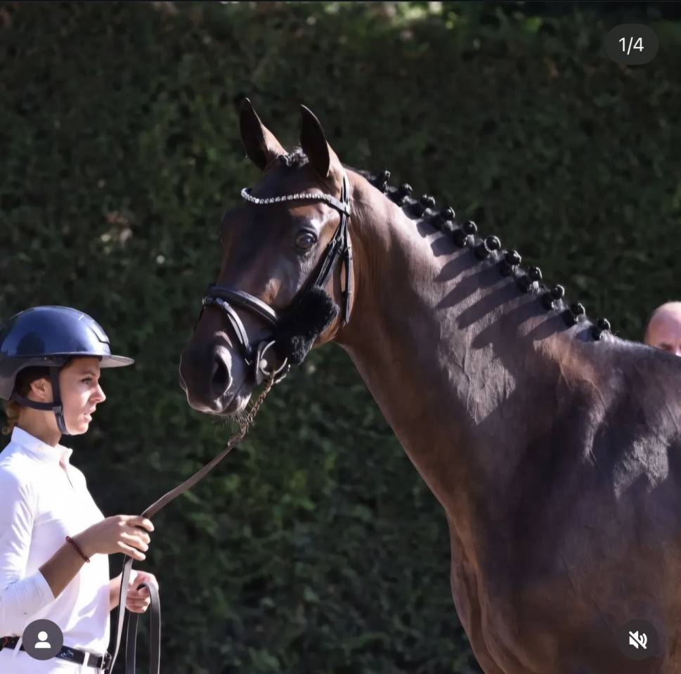 3 anni intero linea dressage