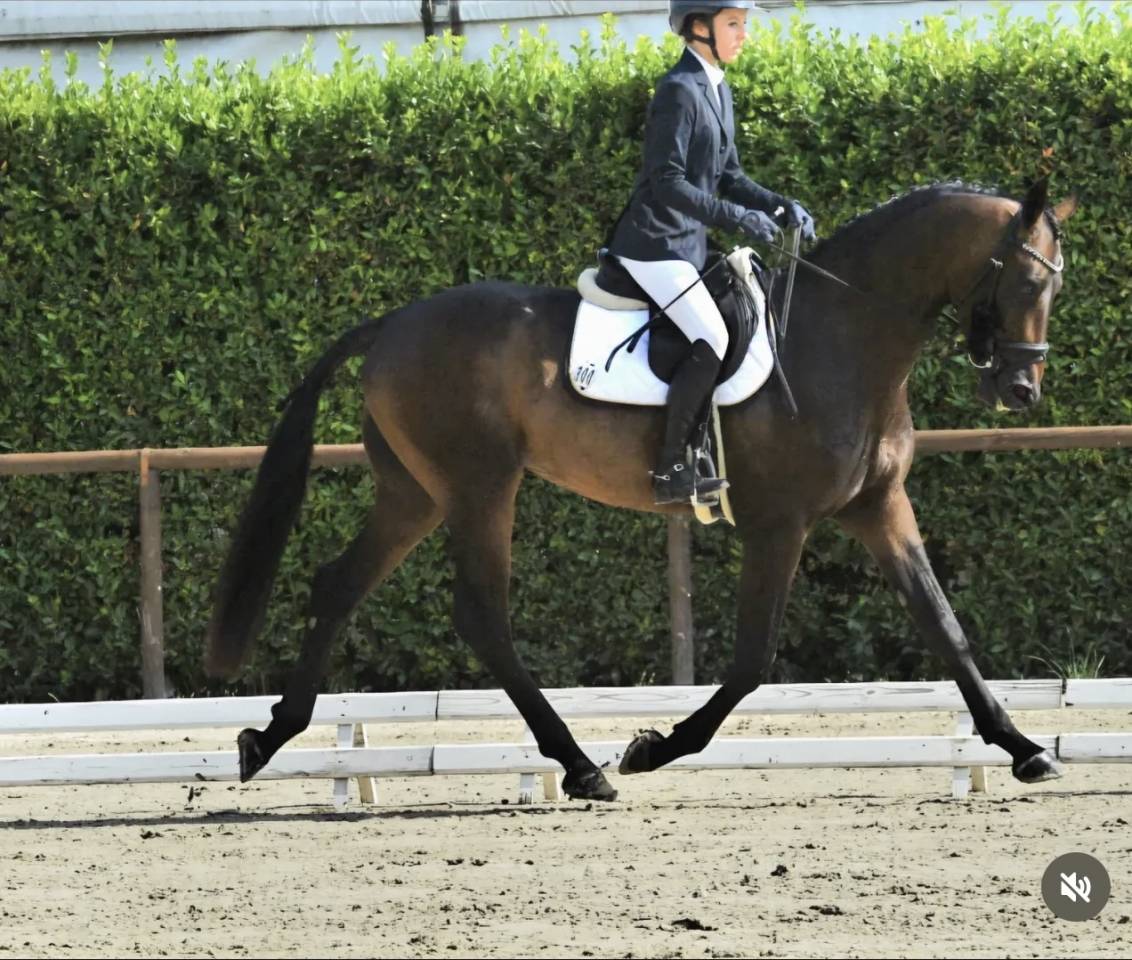 3 anni intero linea dressage