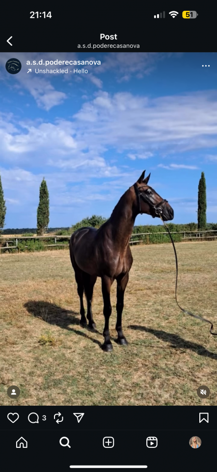 3 anni intero linea dressage
