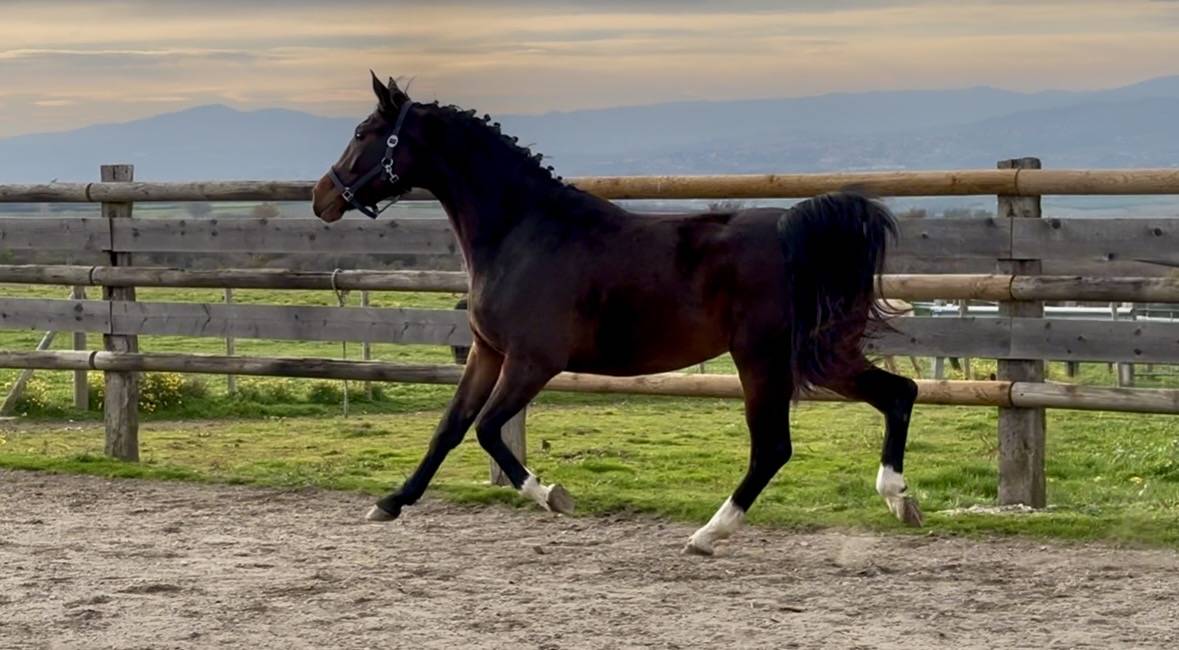 Cavalla KWPN Cavallo da Sport Neerlandese In vendita 2023 Baio scuro