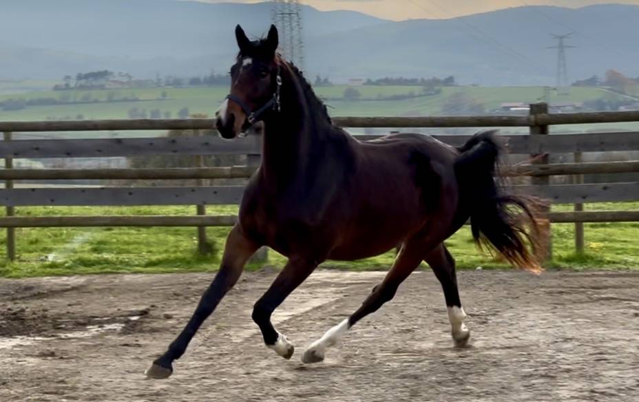 Cavalla KWPN Cavallo da Sport Neerlandese In vendita 2023 Baio scuro